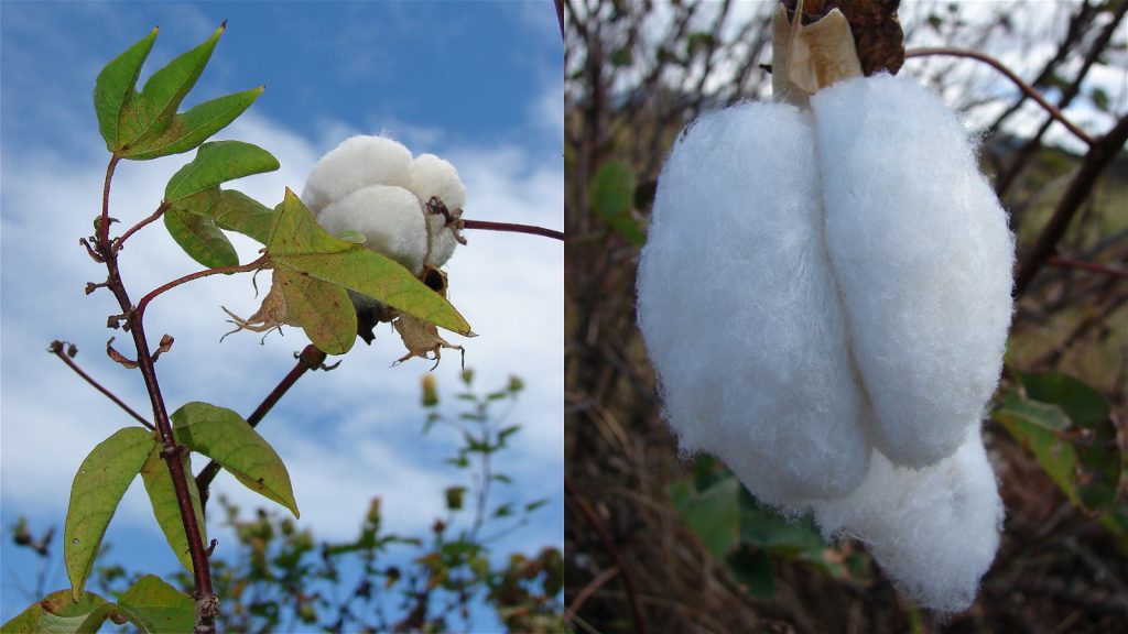 Why Pure Cotton Clothes Are Expensive 1024x576